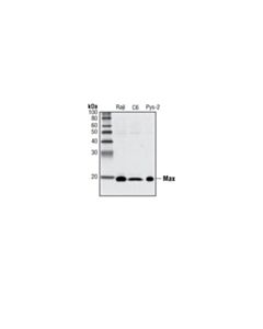 Cell Signaling Max (S20) Antibody