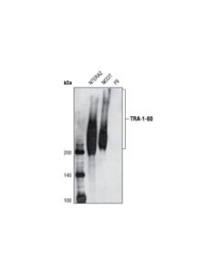 Cell Signaling Tra-1-60(S) (Tra-1-60(S)) Mouse mAb