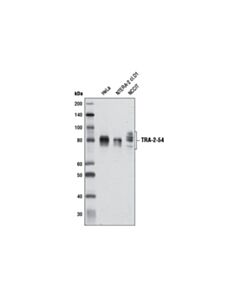 Cell Signaling TRA-2-54 (2J) Mouse mAb 20 uL