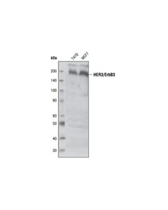 Cell Signaling HER3/ErbB3 (1B2E) Rabbit mAb 20 uL