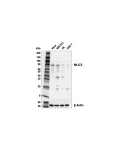 Cell Signaling Mllt3 (E5z7u) Rabbit mAb