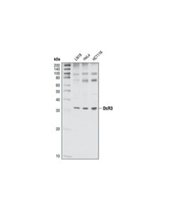 Cell Signaling Dcr3 Antibody