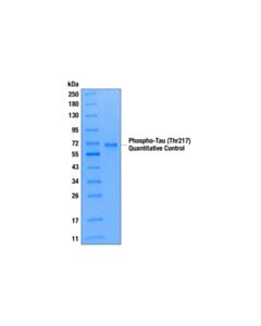 Cell Signaling Phospho-Tau (Thr217) Quantitative Control