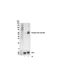 Cell Signaling DNA Damage Control Cell Extracts