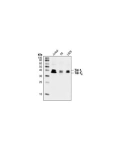 Cell Signaling Tid-1 (RS13) Mouse mAb 20 uL
