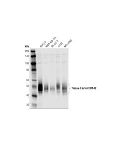 Cell Signaling Tissue Factor/Cd142 Antibody