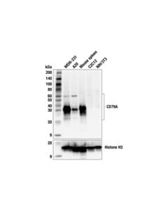 Cell Signaling CD79A (F8I3Q) Rabbit mAb