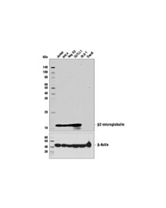 Cell Signaling Beta2-Microglobulin (D8p1h) Rabbit mAb (BSA And Azide Free)