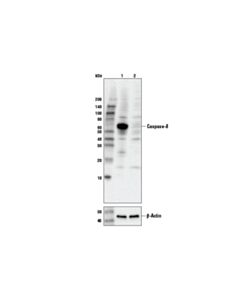 Cell Signaling Caspase-8 (D35g2) Rabbit mAb