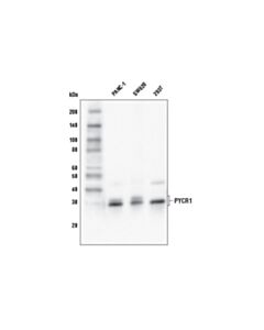 Cell Signaling Pycr1 Antibody