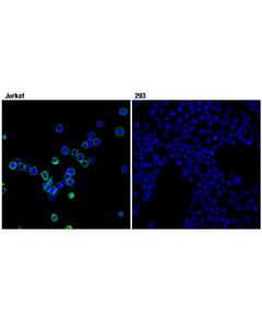 Cell Signaling Cd45 (Intracellular Domain) (D9m8i) Xp® Rabbit mAb (BSA And Azide Free)