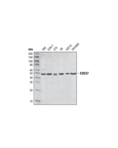 Cell Signaling Cdc37 (D11a3) Xp Rabbit mAb