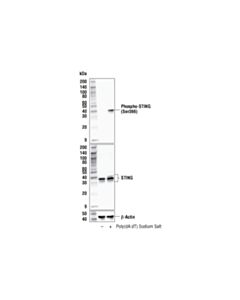 Cell Signaling Poly(dA:dT) Sodium Salt