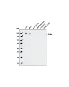Cell Signaling Her4/Erbb4 (111b2) Rabbit mAb