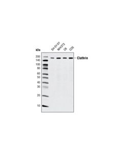Cell Signaling Clathrin Heavy Chain (D3c6) Xp Rabbit mAb