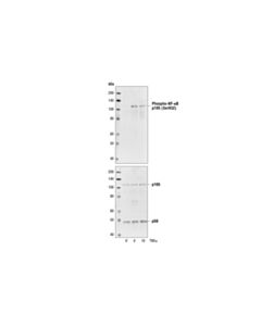 Cell Signaling Phospho-Nf-Kappab P105 (Ser932) (18e6) Rabbit mAb