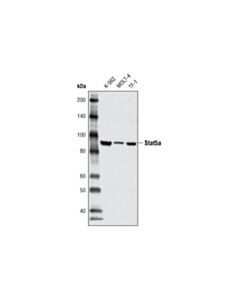 Cell Signaling Stat5a (4H1) Mouse mAb 20 uL
