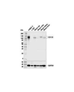 Cell Signaling Cd133 (E5e2h) Rabbit mAb
