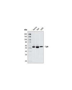 Cell Signaling Lyn (C13f9) Rabbit mAb (BSA And Azide Free)