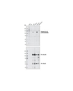 Cell Signaling Phospho-Nf-Kappab2 P100 (Ser866/870) Antibody