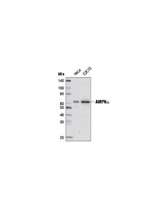 Cell Signaling Ampkalpha (D5a2) Rabbit mAb (Biotinylated)