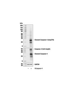 Cell Signaling Cleaved Caspase-4 (Asp270)/Caspase-5 (Asp327) (F3Q2F) Rabbit Monoclonal Antibody