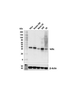 Cell Signaling Ikappabalpha (L35a5) Mouse mAb (Amino-Terminal Antigen)