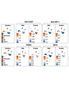 Cell Signaling InTraSeq 3 Conjugate Antibody Cocktail 1 22 uL