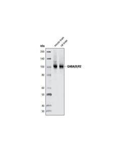 Cell Signaling GABA(B)R2 (C44A4) Rabbit mAb 20 uL