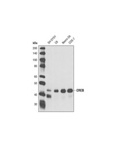 Cell Signaling CREB (D76D11) Rabbit mAb 20 uL