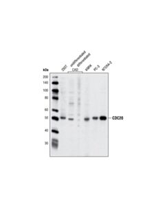 Cell Signaling Cdc20 Antibody