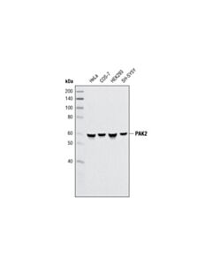 Cell Signaling PAK2 (3B5) Mouse mAb 20 uL