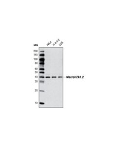 Cell Signaling Macroh2a1.2 Antibody