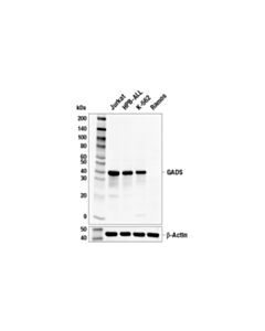 Cell Signaling Gads Antibody