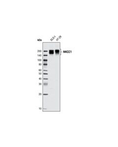 Cell Signaling Nkcc1 Antibody