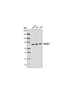 Cell Signaling RecQL1 (Q1N3) Mouse mAb 20 uL