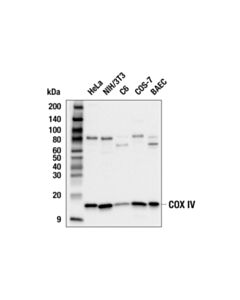 Cell Signaling Cox IV Antibody