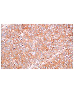 Cell Signaling EEA1 (E9Q6G) Mouse mAb 20 uL