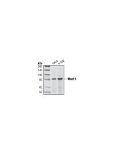 Cell Signaling Mre11 (31h4) Rabbit mAb