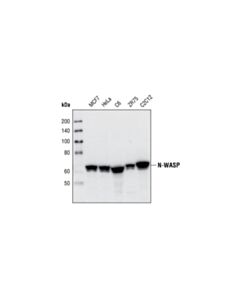 Cell Signaling N-Wasp (30d10) Rabbit mAb
