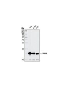 Cell Signaling Cox IV (3e11) Rabbit mAb