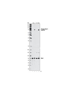 Cell Signaling Phospho-Mre11 (Ser676) Antibody
