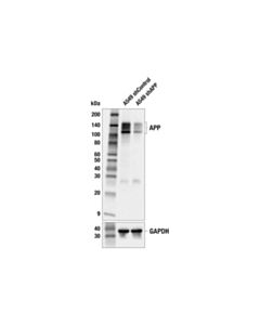 Cell Signaling APP (E7R9F) Mouse mAb 20 uL