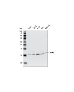 Cell Signaling Vdac Antibody