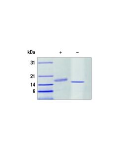 Cell Signaling Human g-Csf Recombinant Protein