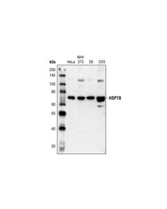 Cell Signaling Hsp70 Antibody