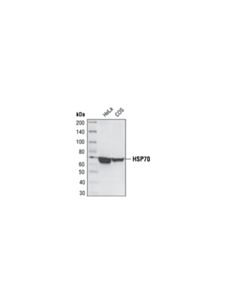 Cell Signaling HSP70 (6B3) Rat mAb 20 uL