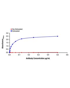 Cell Signaling SynGAP (D88G1) Rabbit mAb (Biotinylated)