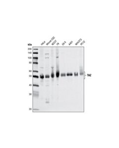 Cell Signaling Taz (V386) Antibody