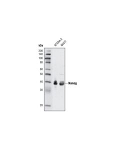 Cell Signaling Nanog (1E6C4) Mouse mAb 20 uL